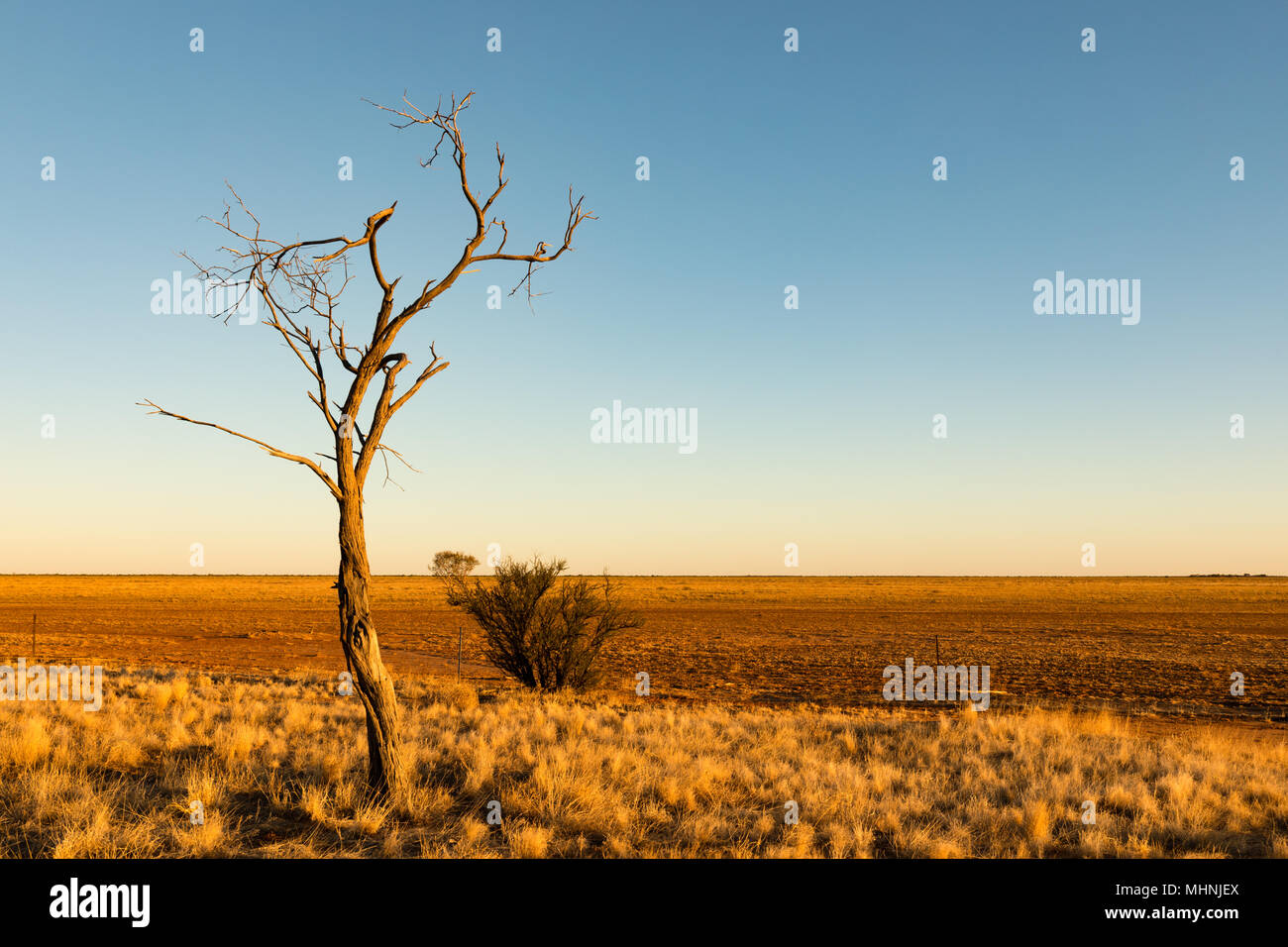 Windorah, Queensland, Australia. Late afternoon light on a dead tree on the flat plains on the Diamantina Development Road west of Windorah in the out Stock Photo