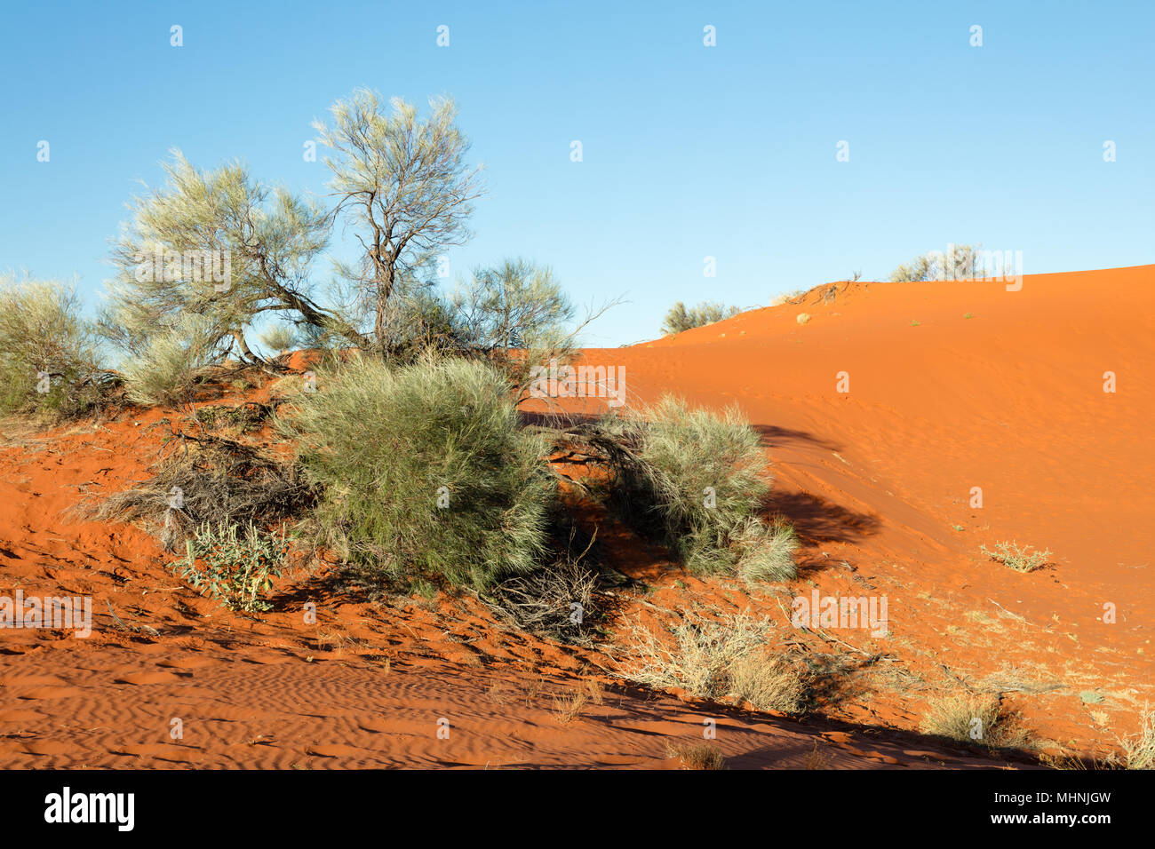 Windorah, Queensland, Australia. Late afternoon light on the red sand dunes west of Windorah in the outback of western Central Queensland. Stock Photo