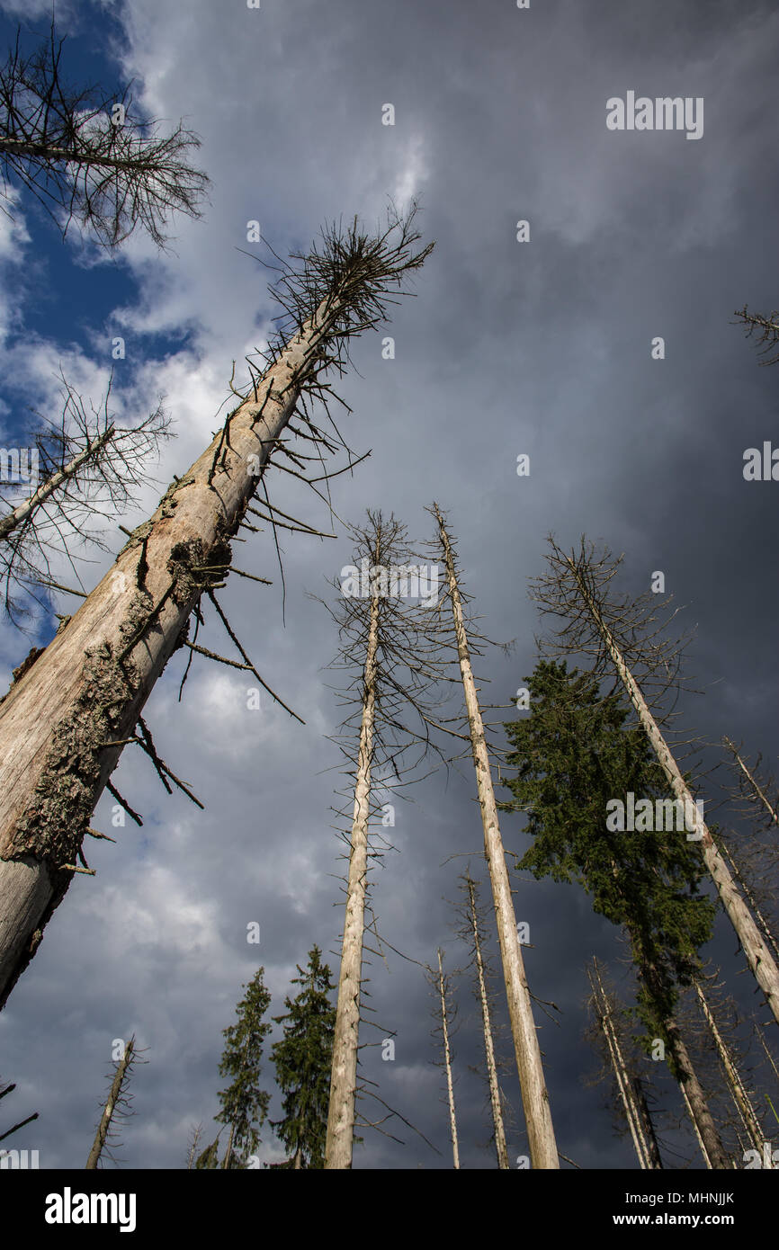 Dead Fir Tree High Resolution Stock Photography and Images Alamy