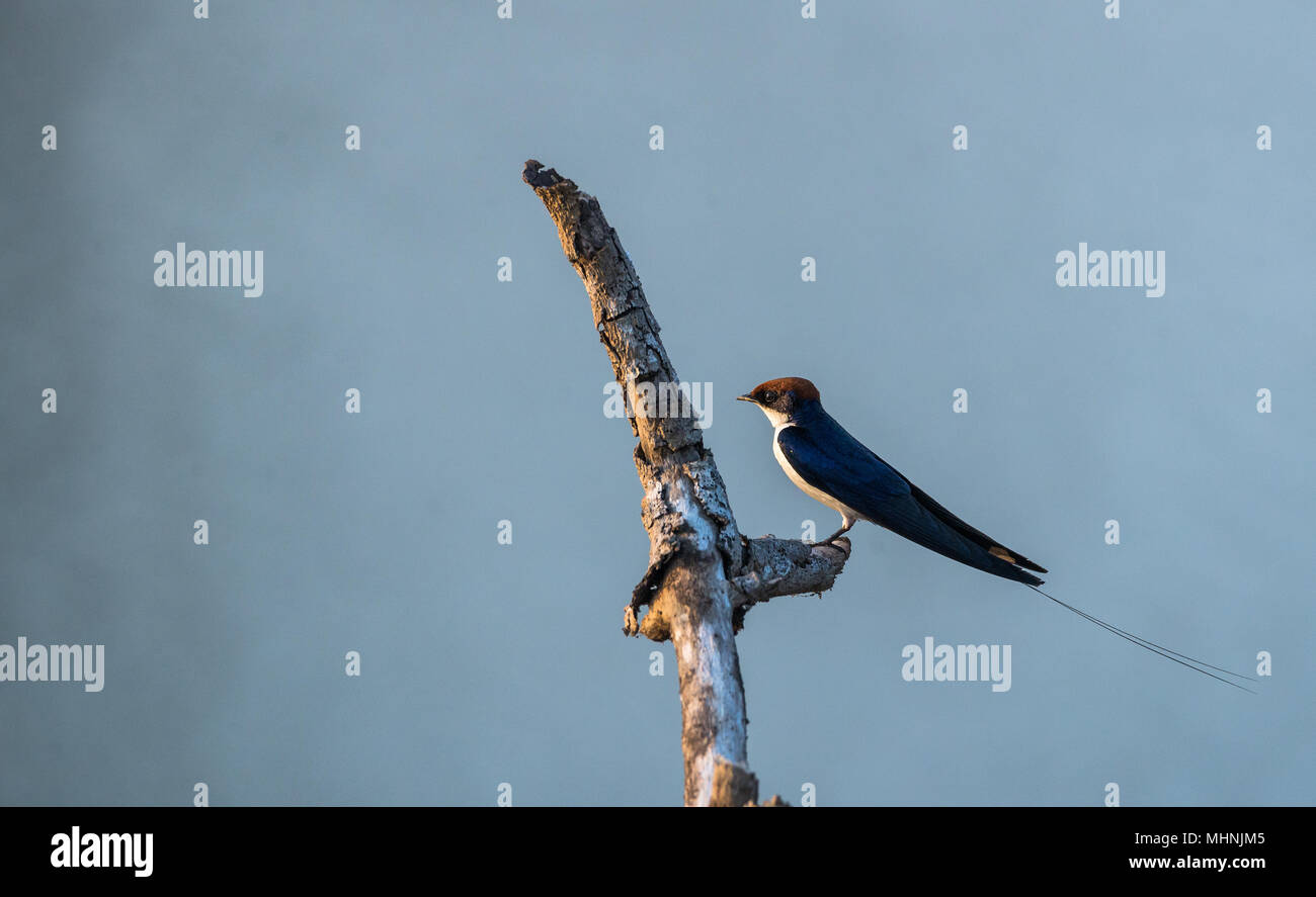 A swallow sitting on top of a wood log in a wetland during sunset Stock Photo