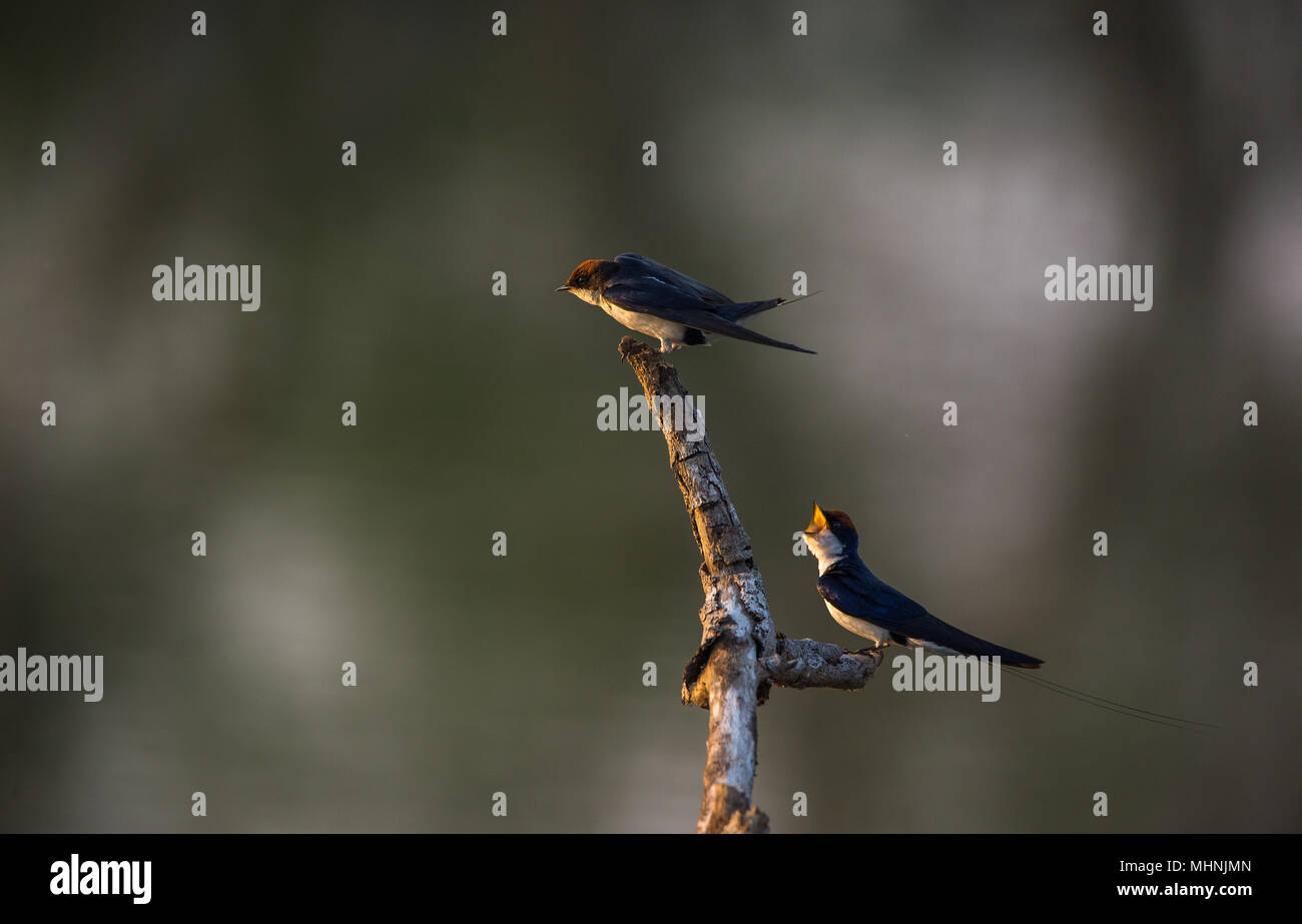A swallow bird trying to scare off another one about to land Stock Photo