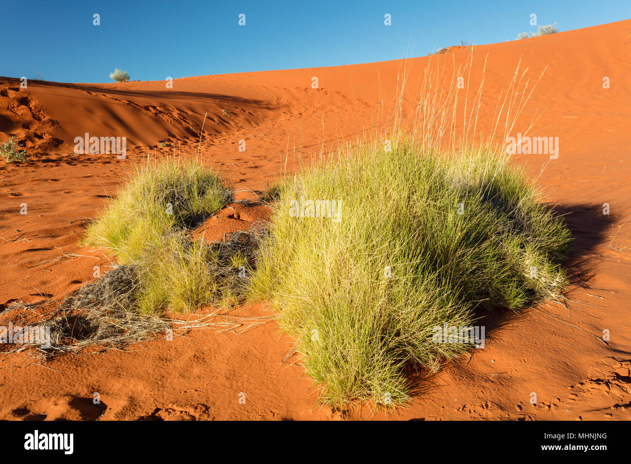 Late afternoon light on the red sand dunes and spinefex grass on the Diamantina Development Road west of Windorah in the outback of western central Qu Stock Photo