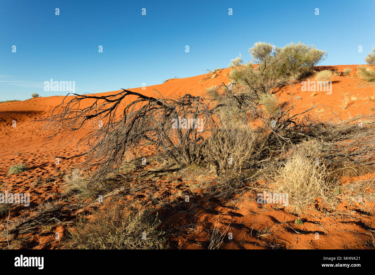 Late afternoon light on the red sand dunes on the Diamantina Development Road west of Windorah in the outback of western central Queensland. Stock Photo