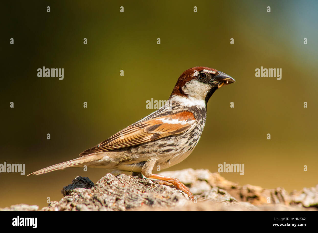 Spanish sparrow (passer hispaniolensis) standing Stock Photo Alamy