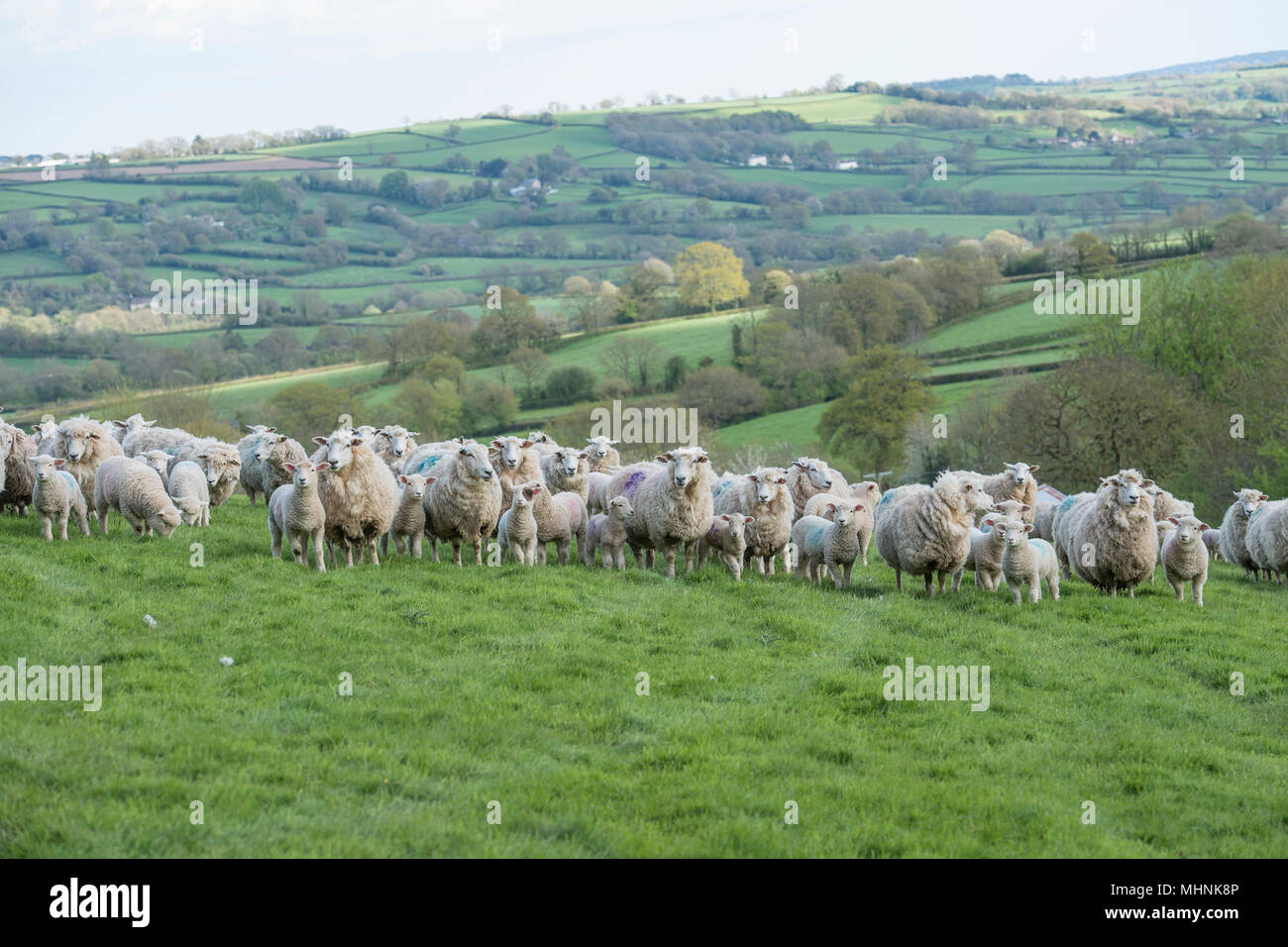 ewes and lambs in countryside Stock Photo