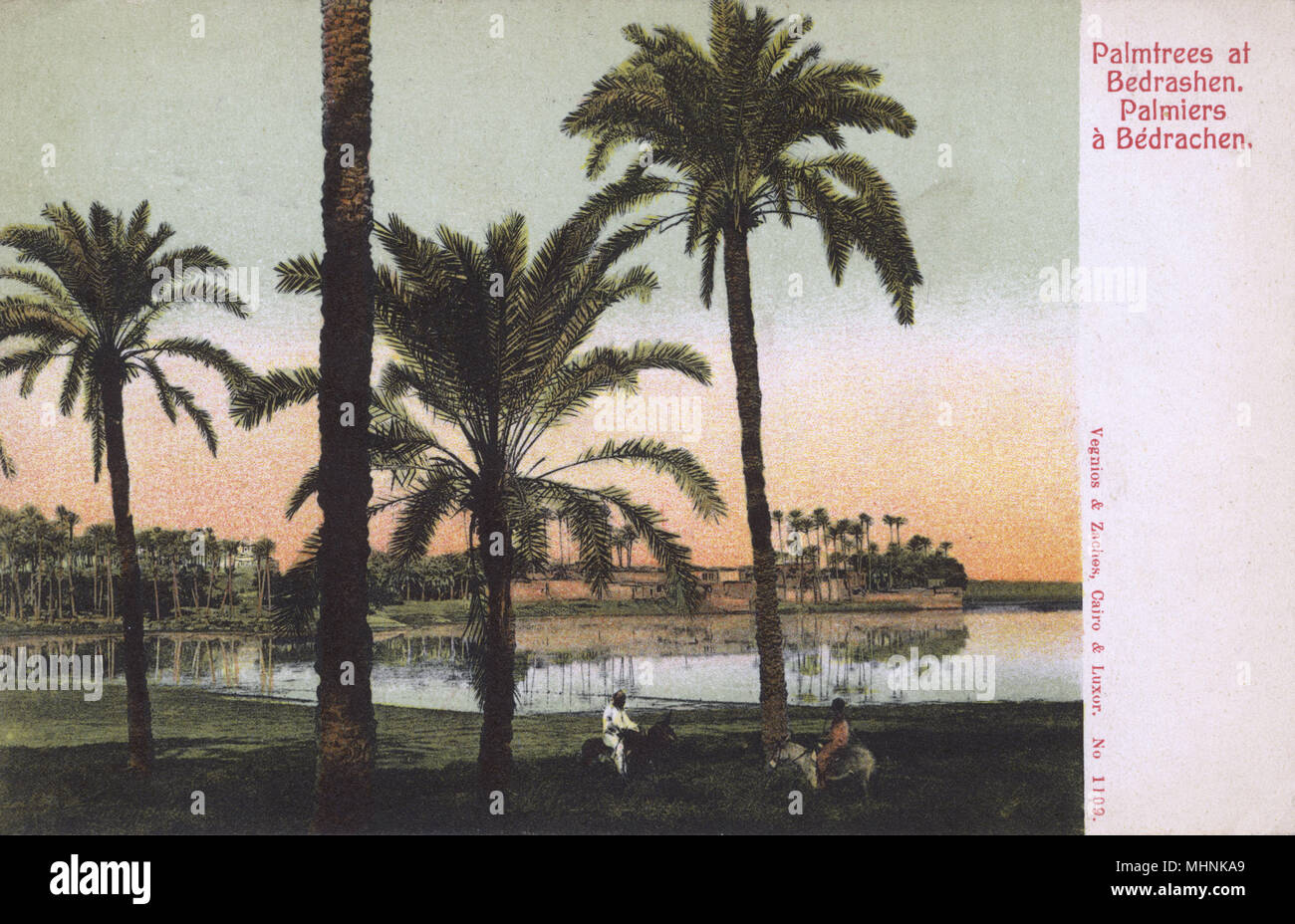 Palm tress at Bedrashin, Giza, Egypt     Date: 1918 Stock Photo