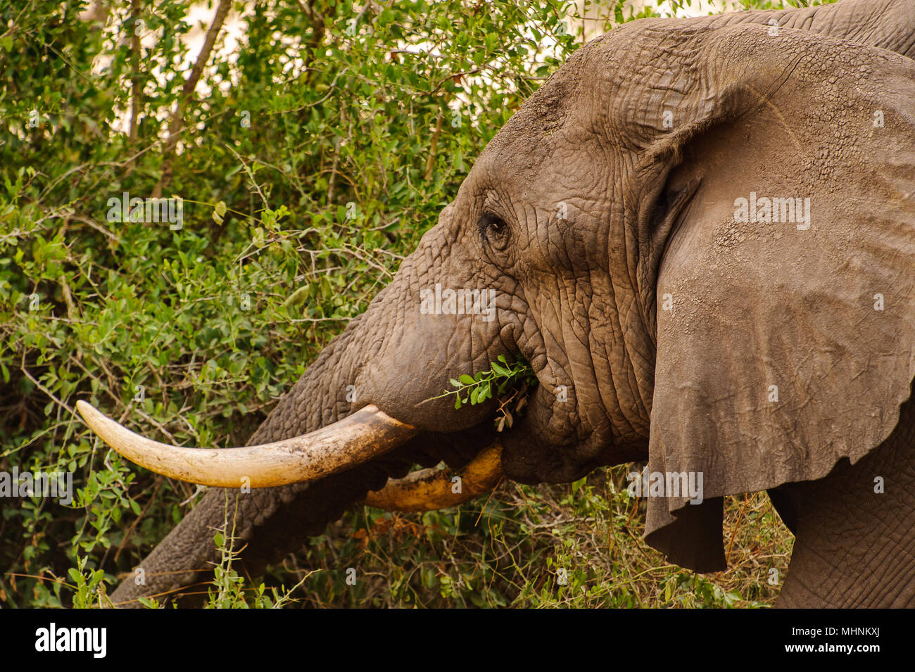 African elephant eats from the tree Stock Photo Alamy