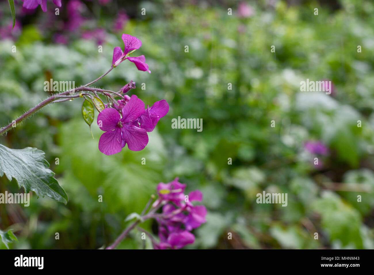 Delicate purple honesty flowers caught in the rain, against a rich green garden background Stock Photo