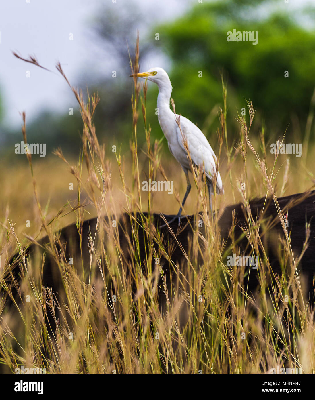 Beautiful stork on the buffalo's back Stock Photo - Alamy