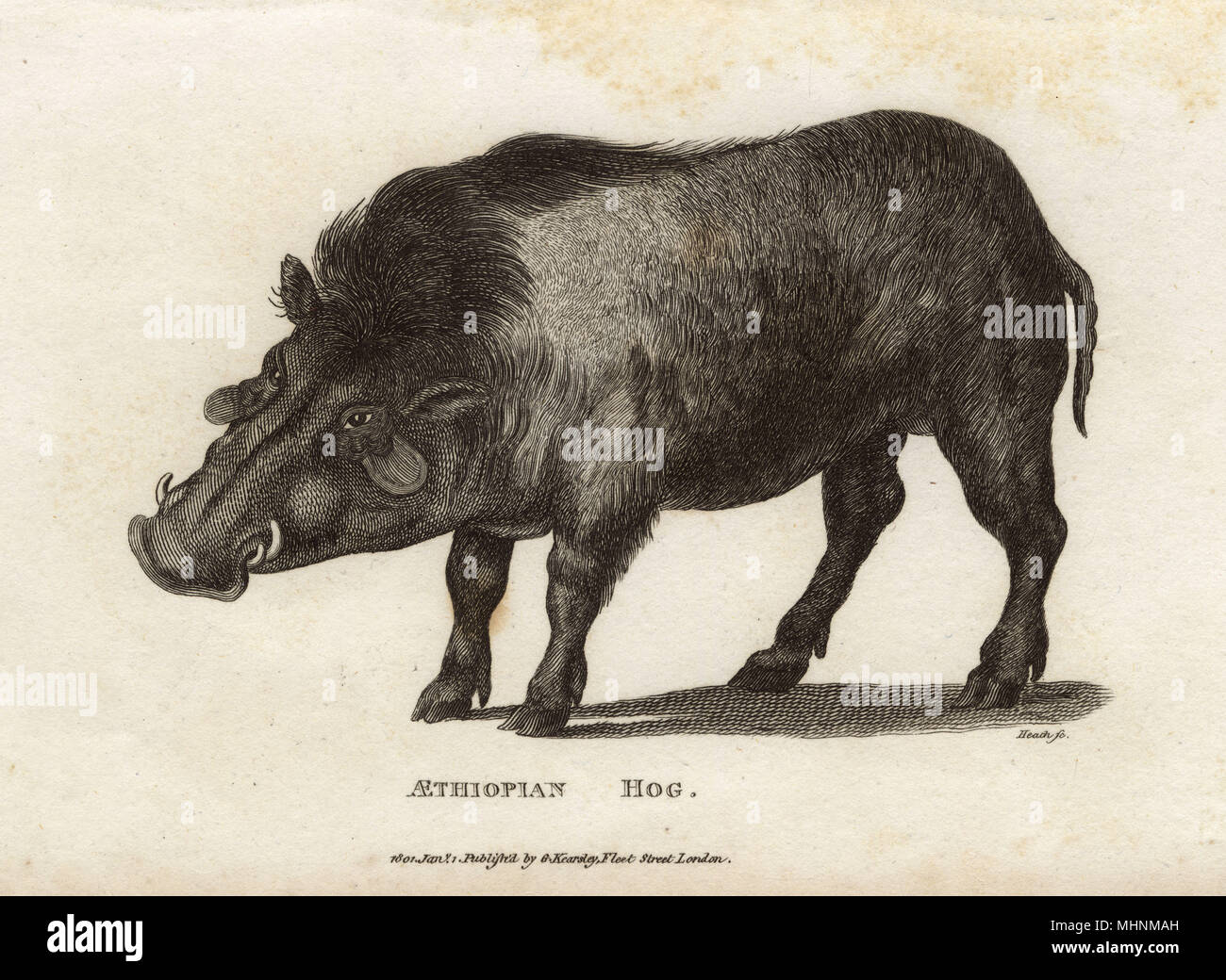 The giant forest hog (Hylochoerus meinertzhageni), the only member of its genus, is native to wooded habitats in Africa and generally is considered the largest wild member of the pig family, Suidae.     Date: 1801 Stock Photo