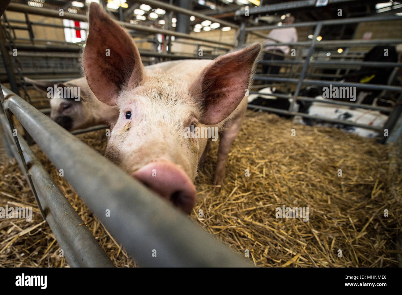weaner at market Stock Photo