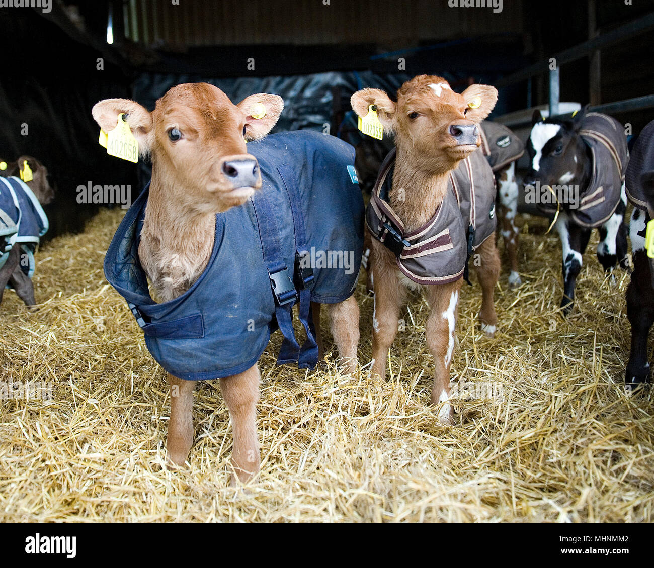3 day old heifer calves wearing coats in winter Stock Photo