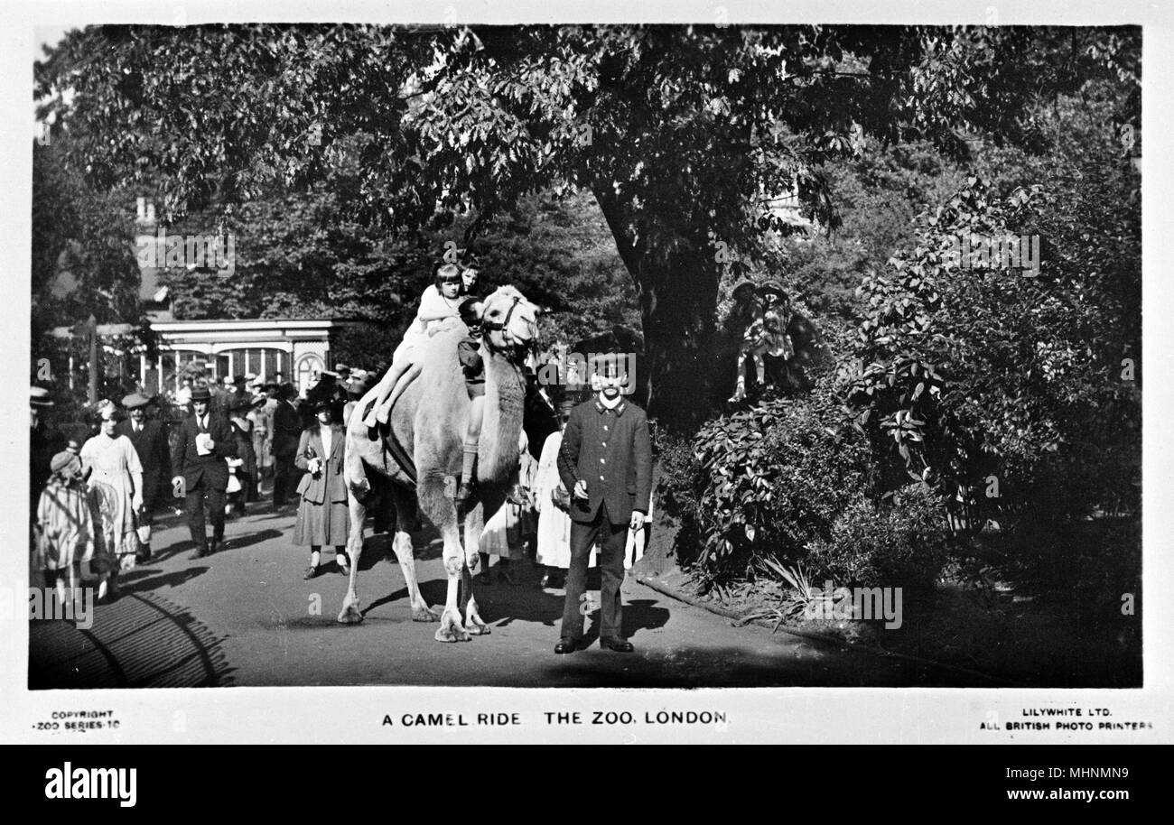 Camel ride at London Zoo Stock Photo