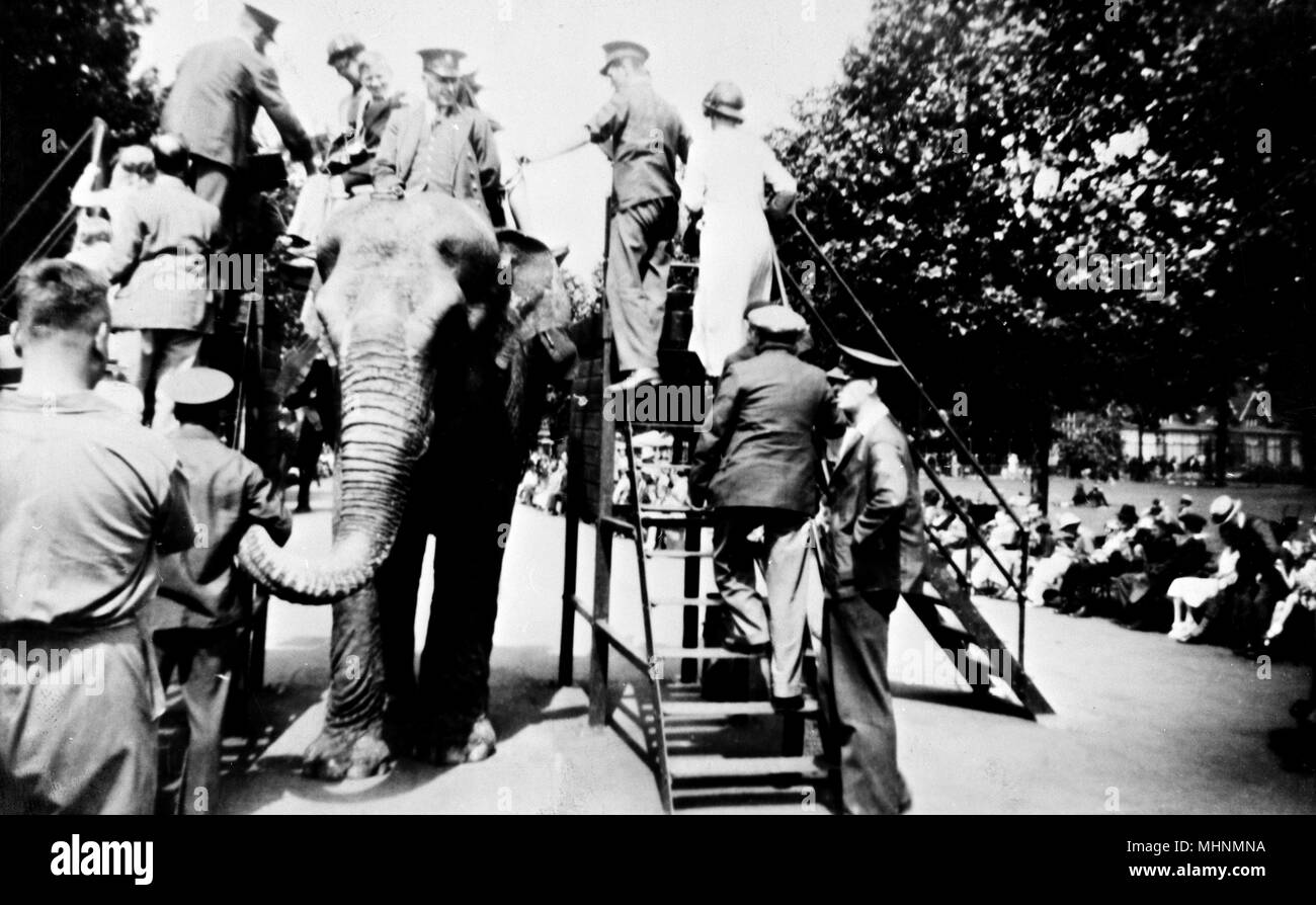 Elephant ride at London Zoo Stock Photo Alamy
