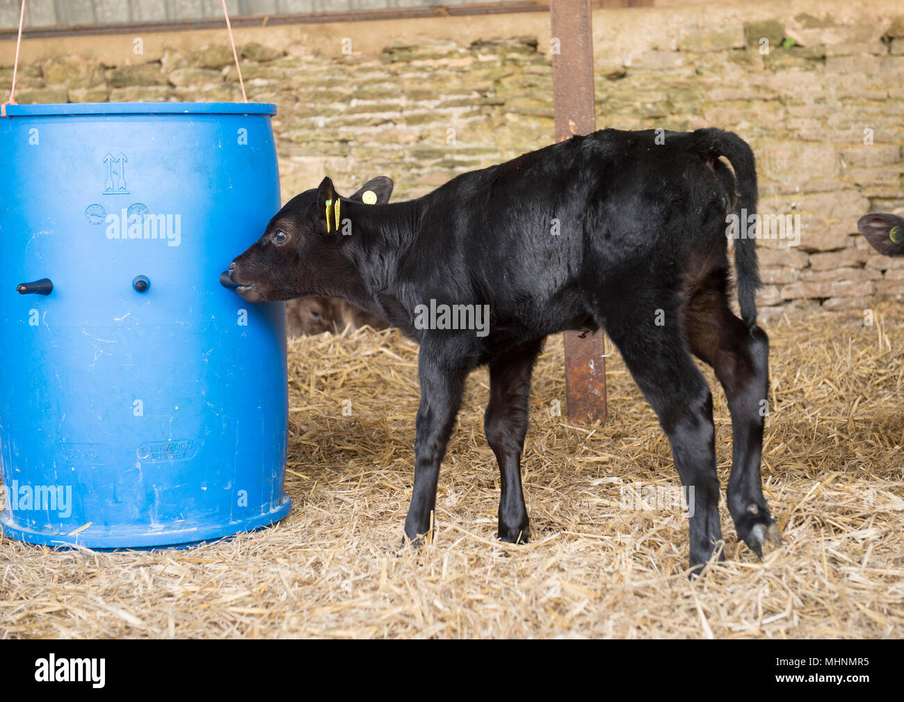 Calf Feeder Stock Photos Calf Feeder Stock Images Alamy