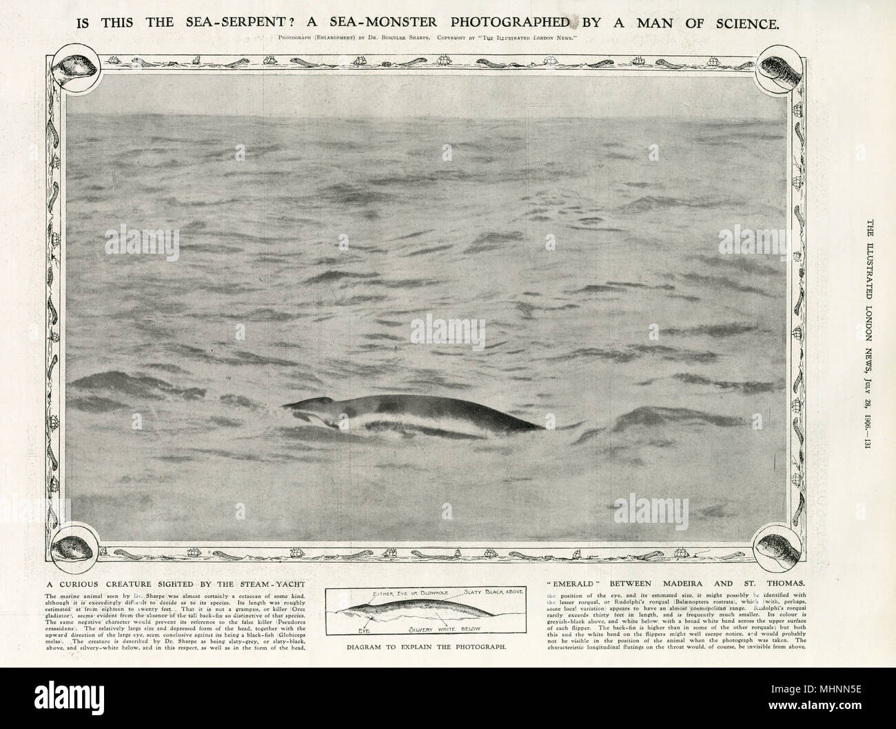 A sea-monster photographed by a man of science Stock Photo