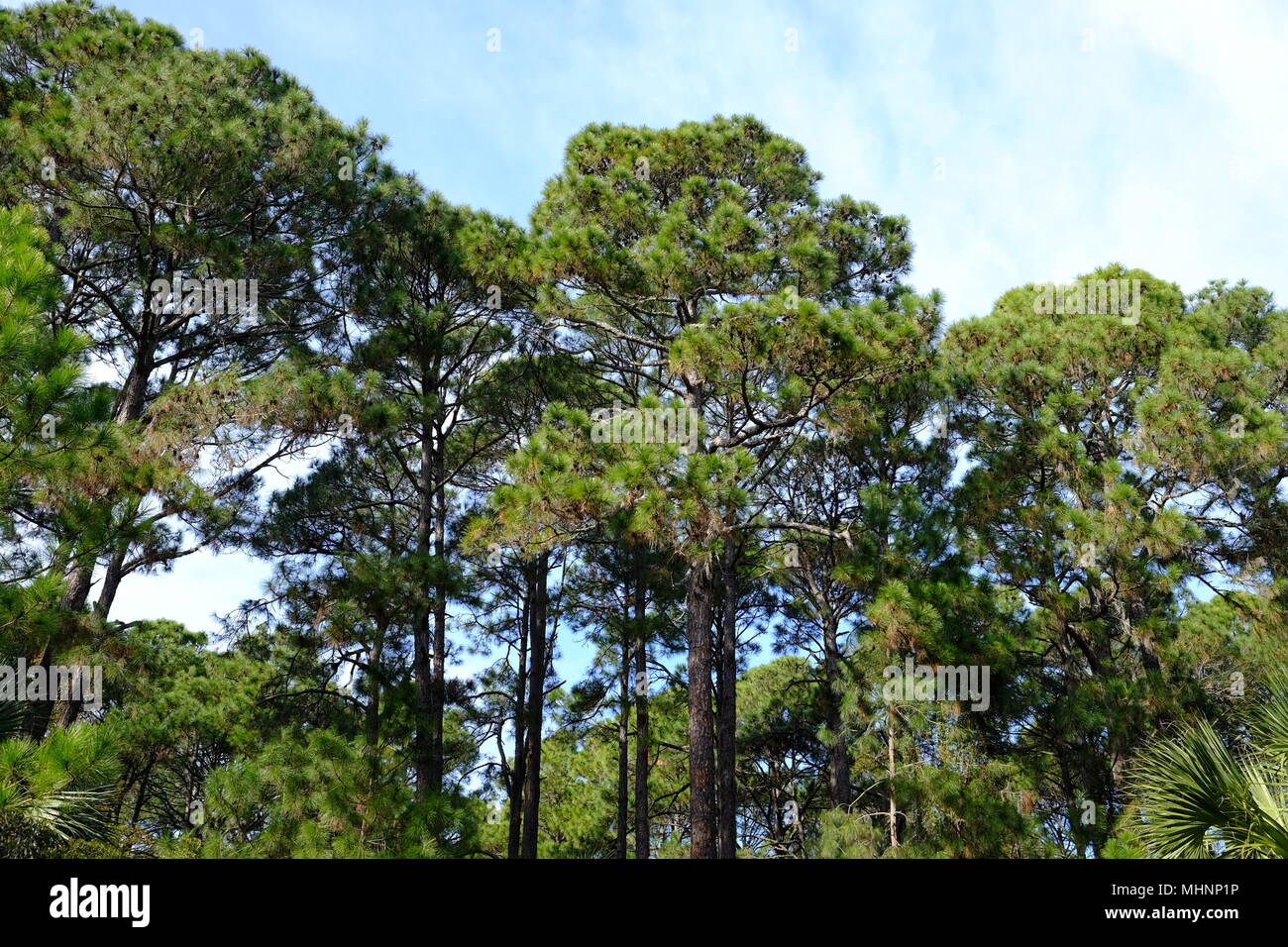 Trees on Hunting Island, South Carolina Stock Photo Alamy
