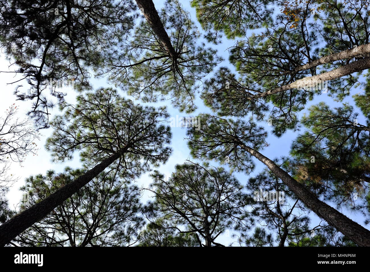 Trees on Hunting Island, South Carolina Stock Photo Alamy