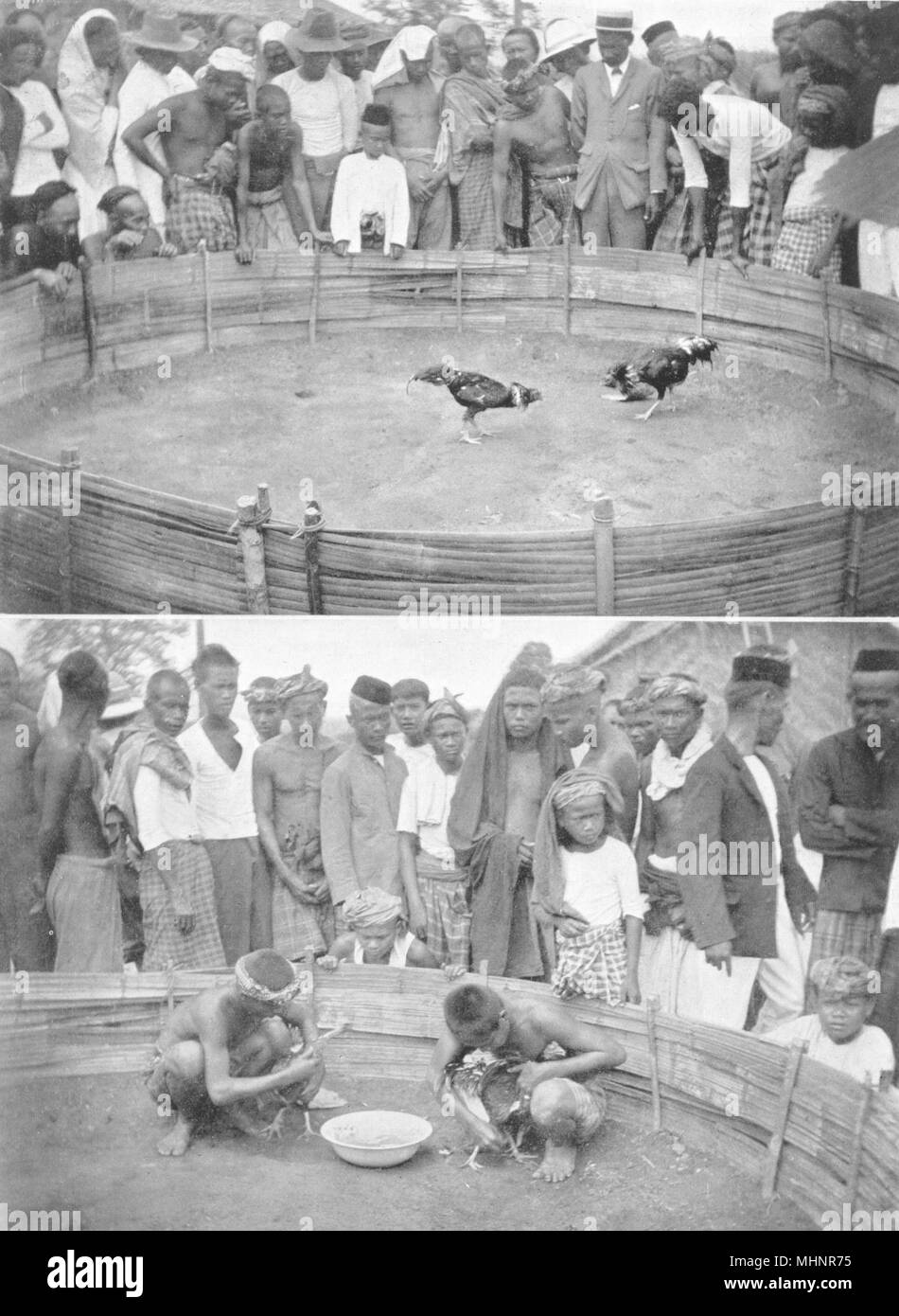 Malaysia The Malay Peninsula Cock Fighting In Malaya 1900 Old Print Stock Photo Alamy