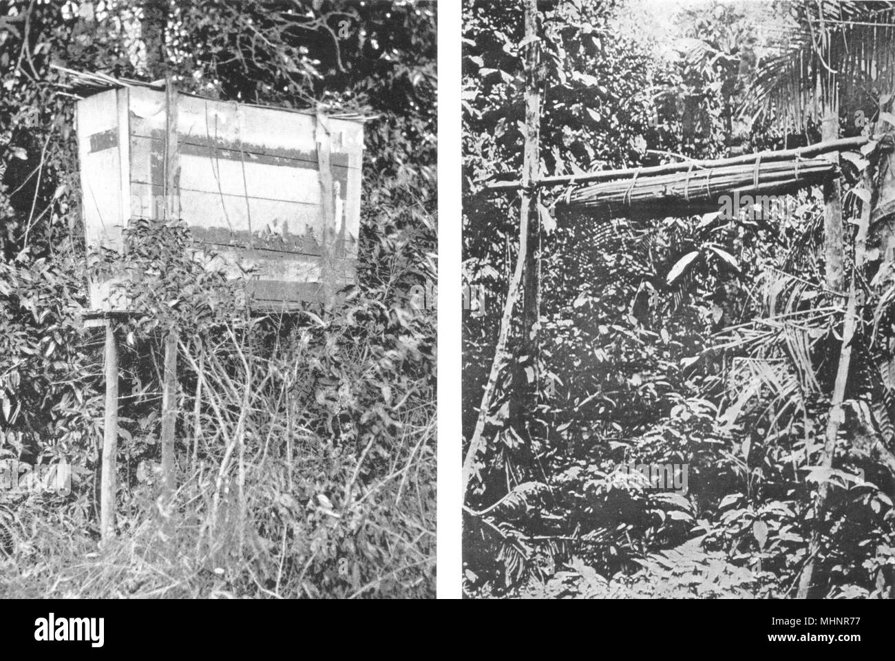 MALAYSIA. Malay Peninsula. Bizarre forms BurialAerial Coffins tree