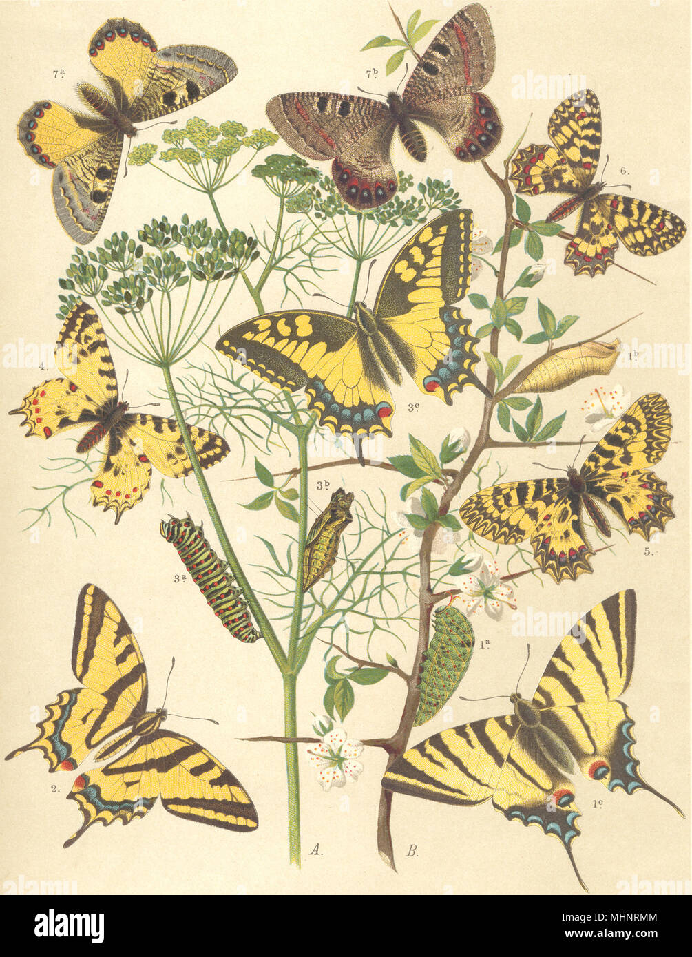 FESTOONED BUTTERFLIES. Scarce,Swallowtail; Eastern,Southern,Spanish; Apollo 1903 Stock Photo