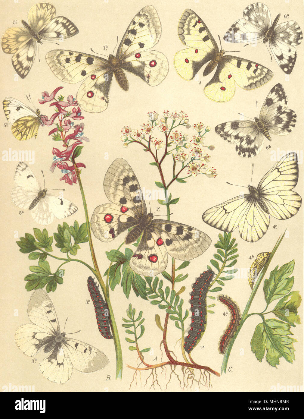 BUTTERFLIES. Papilionidae Pieridae;Apollo;Muse. Black-veined White;Mtn;Bath 1903 Stock Photo
