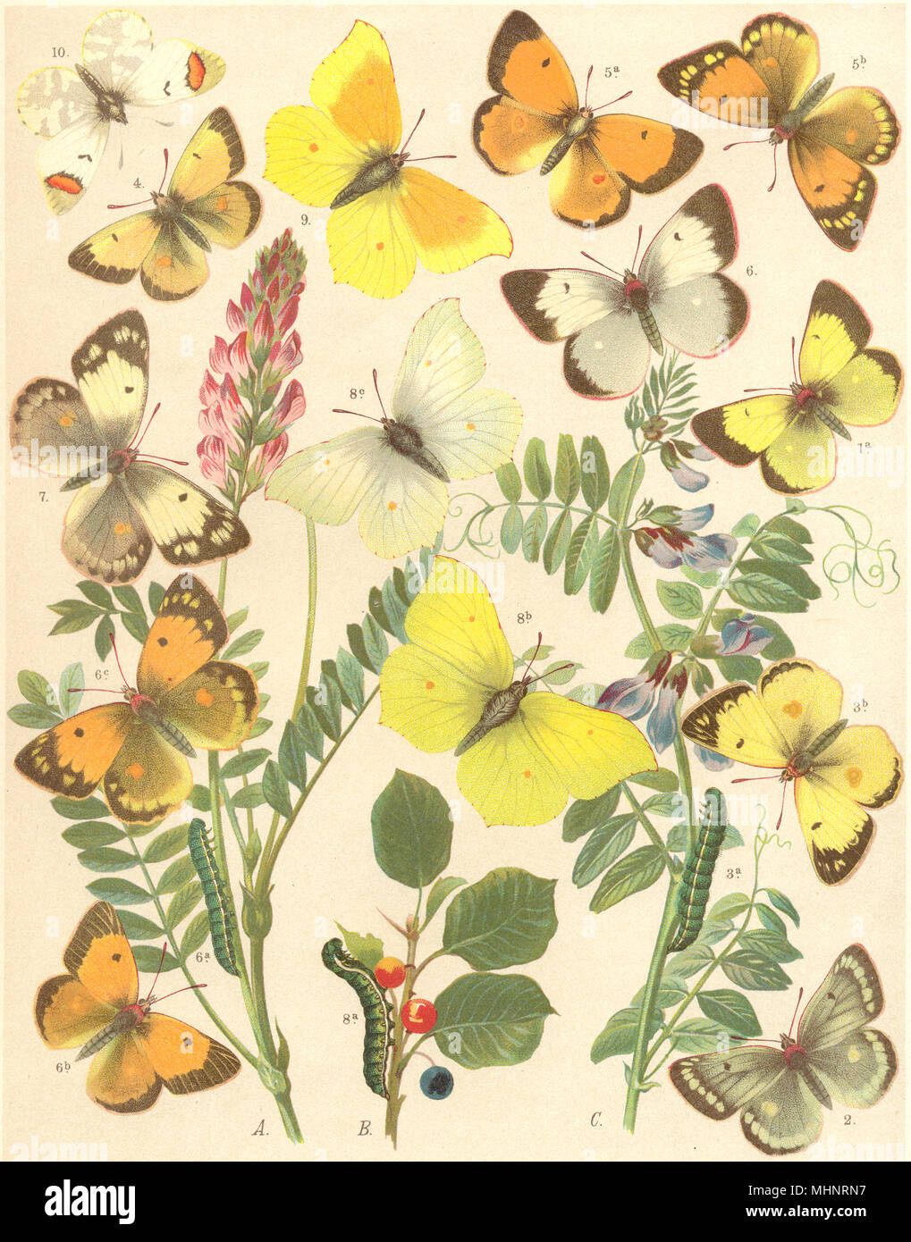 BUTTERFLIES. Pieridae;Green Mtn;Pale, Dark Clouded Yellow;Brimstone;Sulphur 1903 Stock Photo