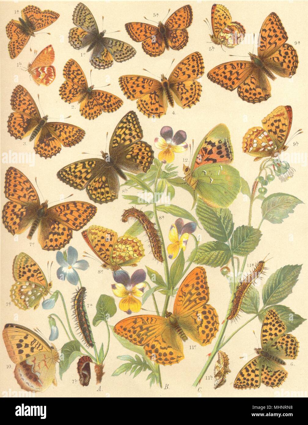 BUTTERFLIES. Nymphalidae; Mountain, Weaver's, Queen of Spain Fritillary 1903 Stock Photo