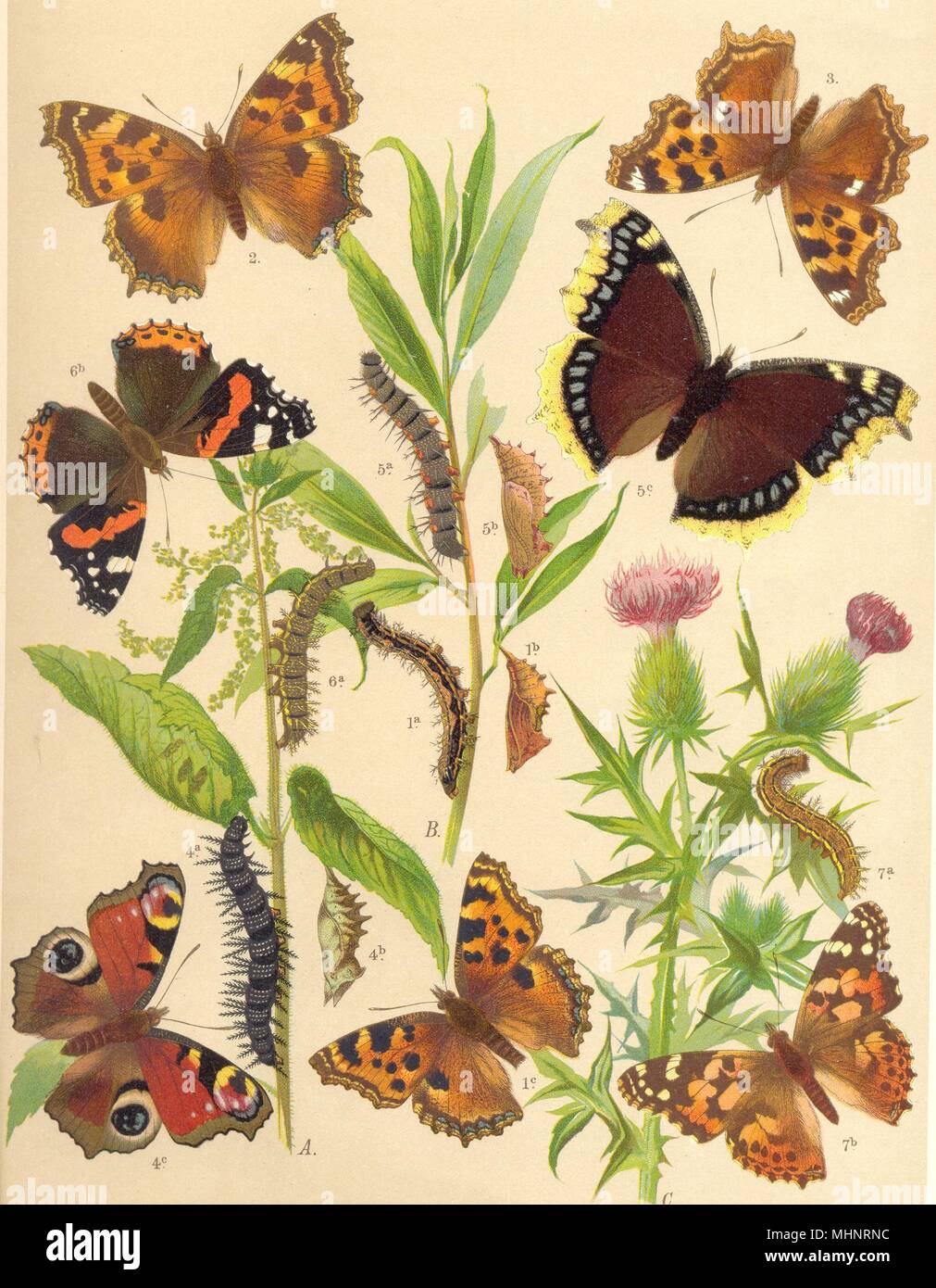 BUTTERFLIES. Tortoiseshell;Peacock;Camberwell Beauty. Red Adm. Painted Lady 1903 Stock Photo