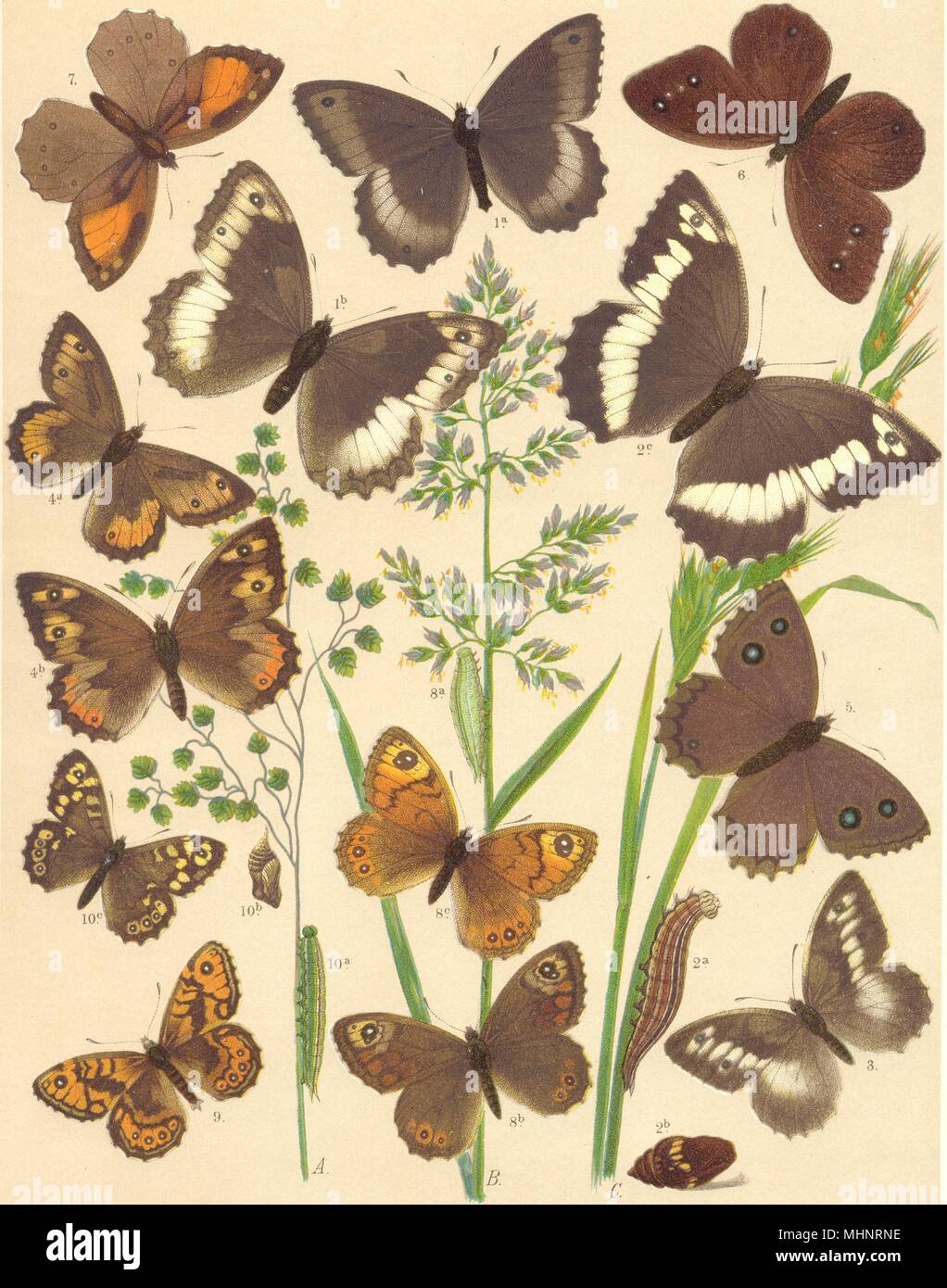 BUTTERFLIES. Satyridae;Dark,White Banded Brown;Grayling. Dryad;Eastern Wall 1903 Stock Photo