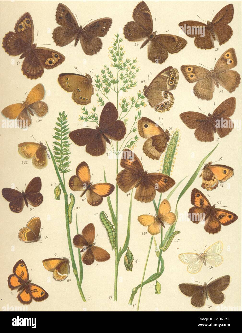 BUTTERFLIES. Satyridae; side; Ox-eye. Meadow Brown. Large Health. Ringlet 1903 Stock Photo