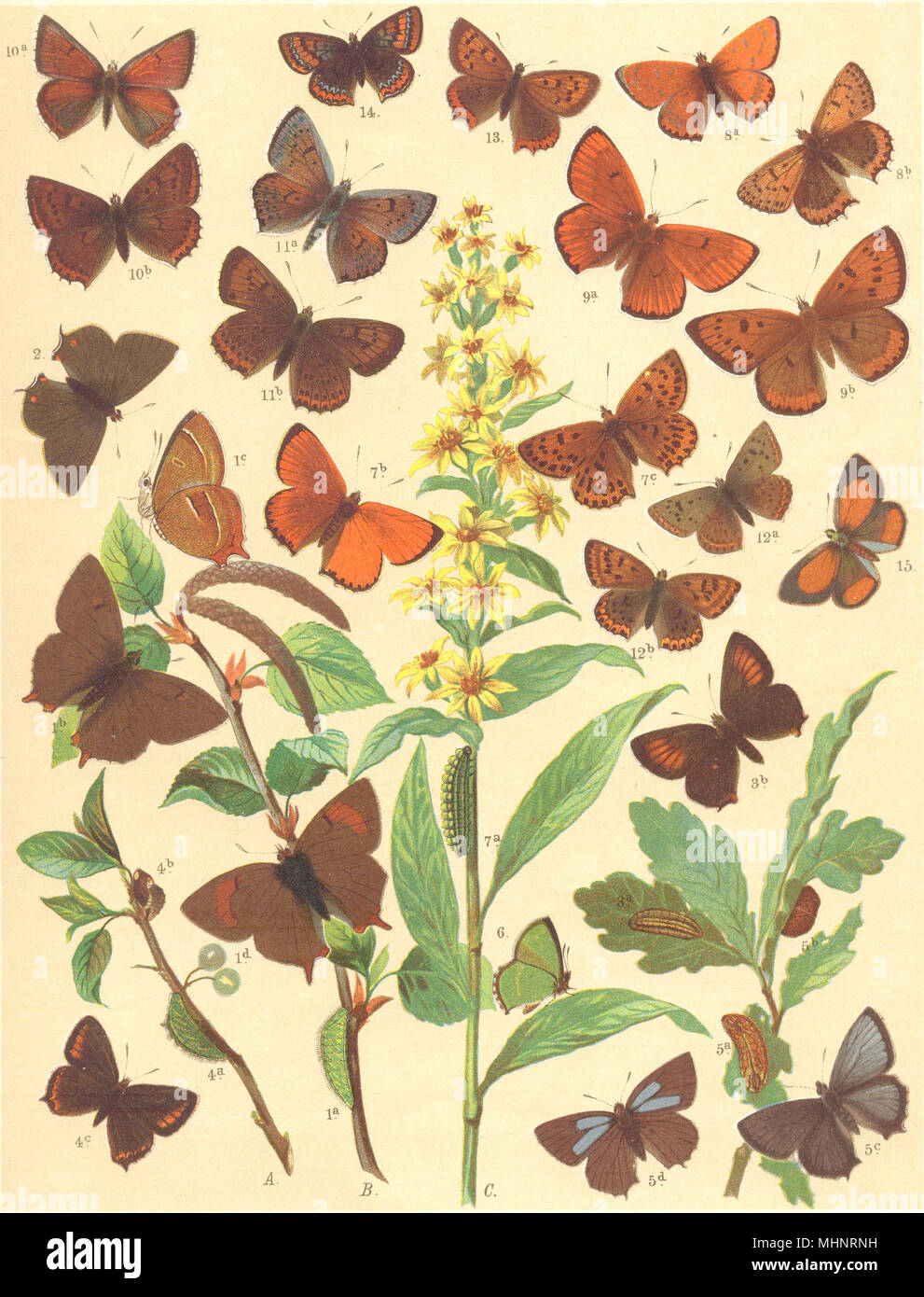 HAIRSTREAK BUTTERFLIES. Lycaenidae; Brown,Evergreen Oak,Black,Purple,Green 1903 Stock Photo