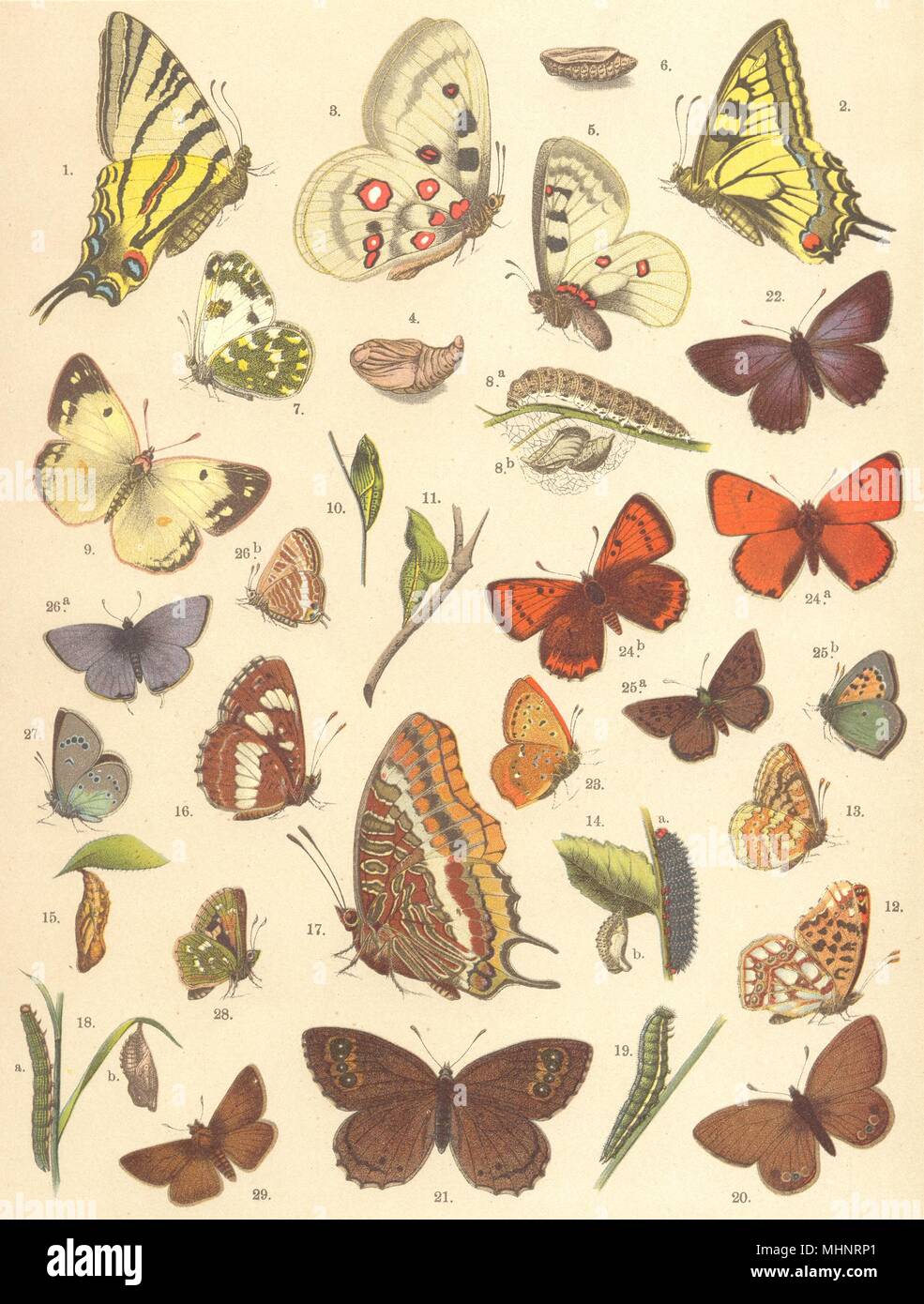 BUTTERFLIES. Scarce, Common Swallow-tail; Apollo; Muse; Bath White 1903 print Stock Photo