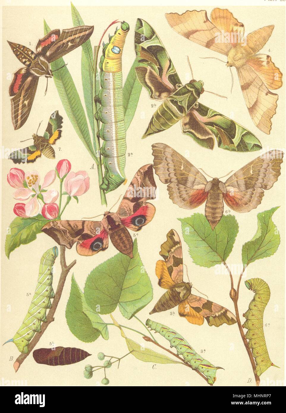 HAWK MOTHS. Sphingidae. Striped;Oleander;Lime;Oak;Poplar;Green Hummingbird 1903 Stock Photo