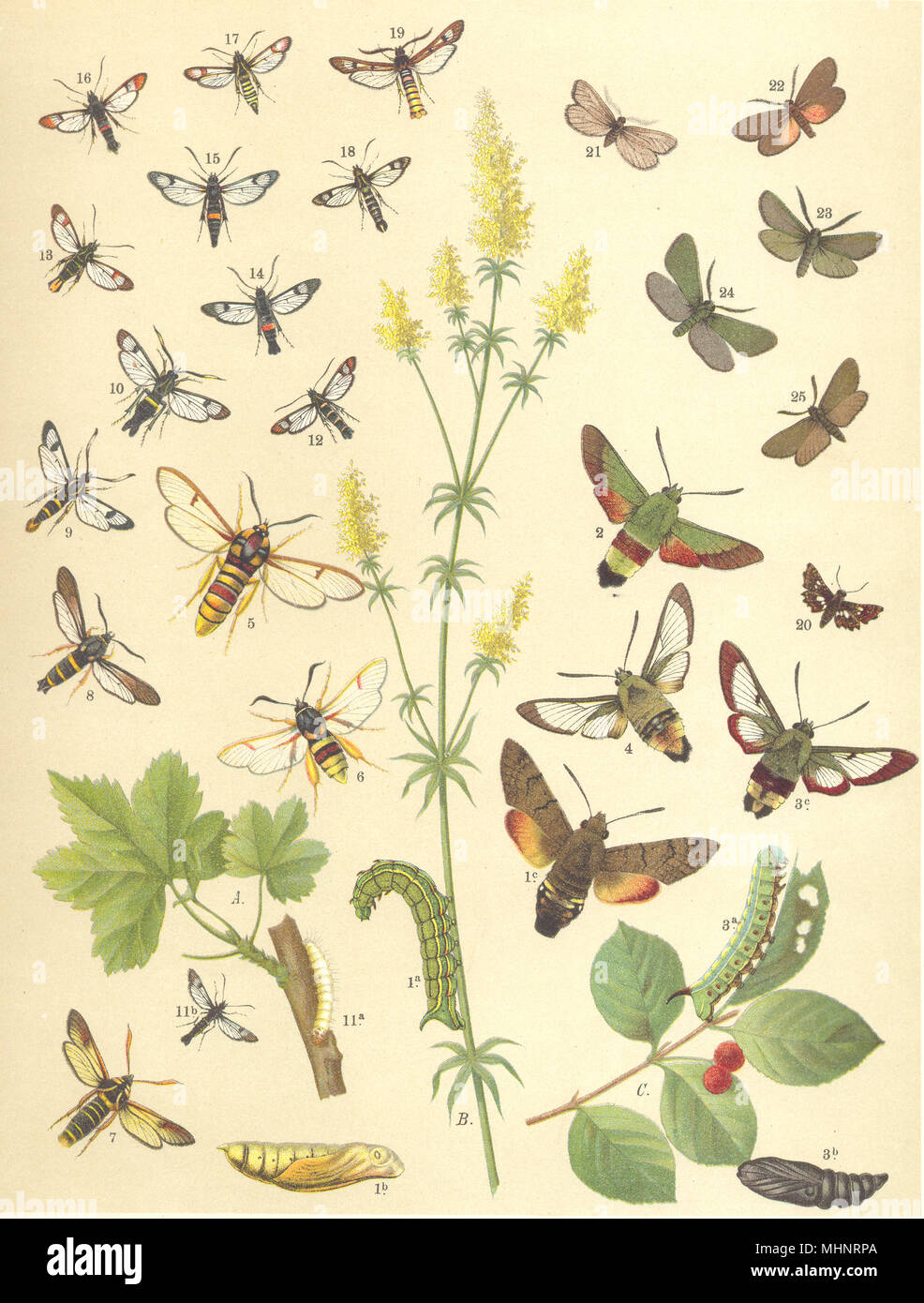 MOTHS. Croatian Hummingbird;Narrow bordered Bee Hawk;Dark Hornet Clearwing 1903 Stock Photo
