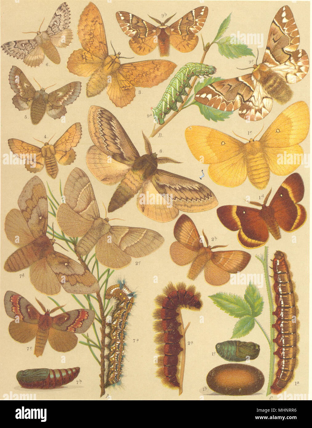 MOTHS.Endromidae.Oak Eggar.Fox;Pine Lappet;Kentish Glory;Scotch Fir;Birch 1903 Stock Photo