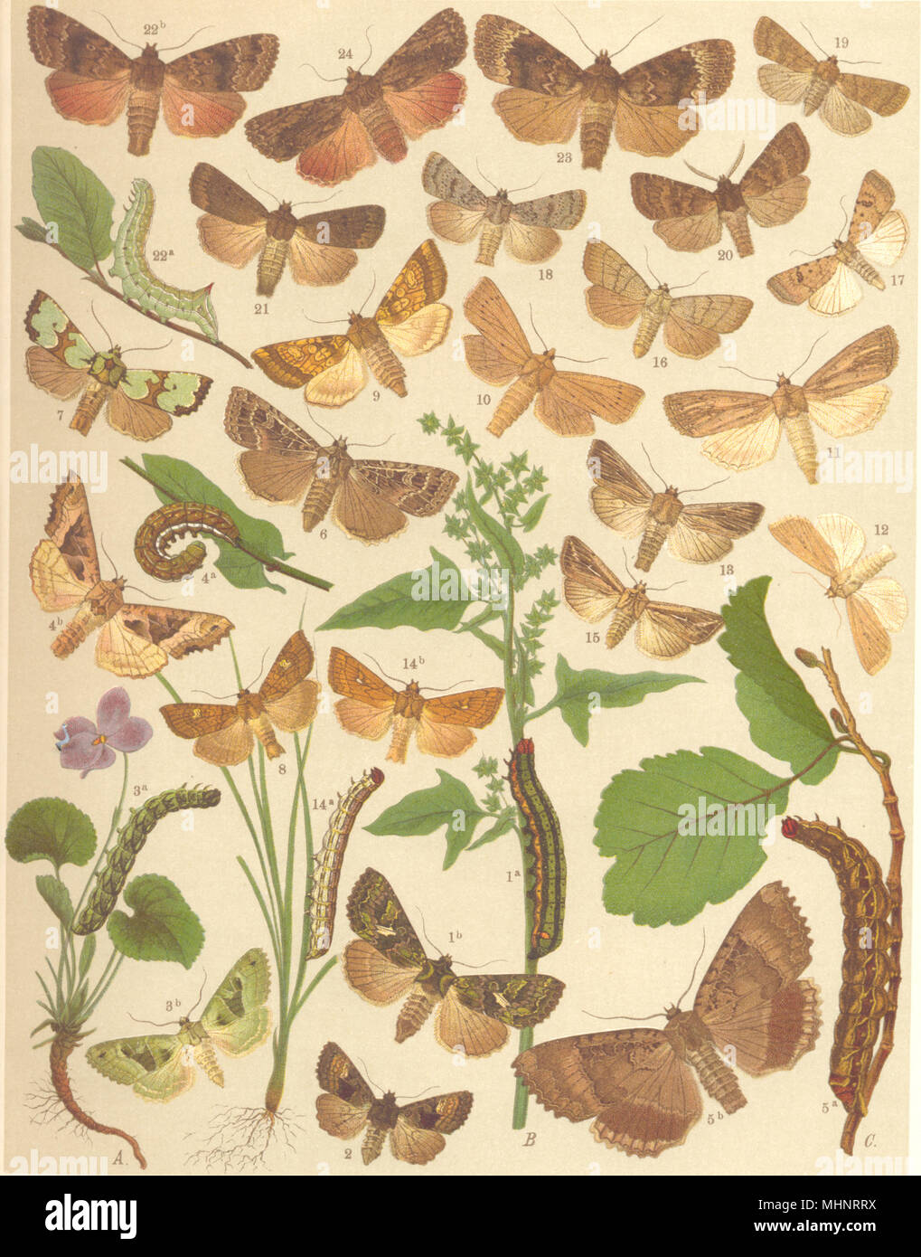 MOTHS. Noctuae-Owl;Orache. Angleshades;Green. Old Lady. Gothic;Golden Ear; 1903 Stock Photo