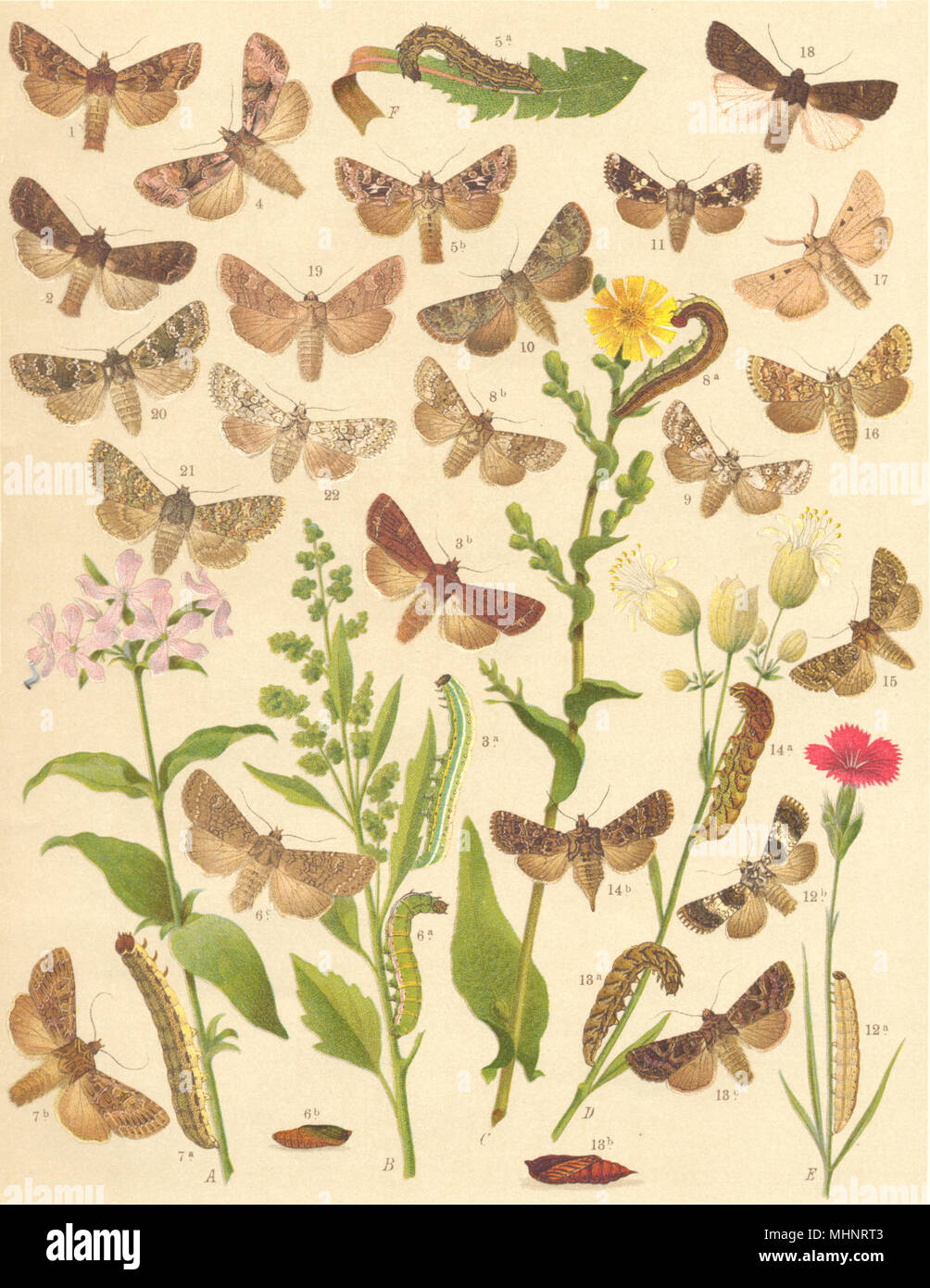 NOCTUAE MOTHS. Pale-shouldered Brocade; Dog's Tooth; Nutmeg; Ranunculus 1903 Stock Photo