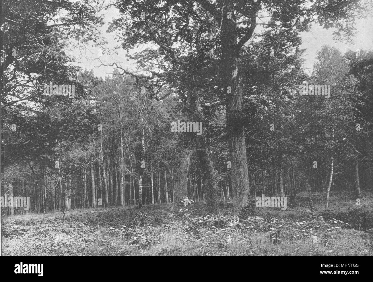 SEINE- ET- MARNE. Forêt de Fontainebleau. Sentier des Artistes 1895 old