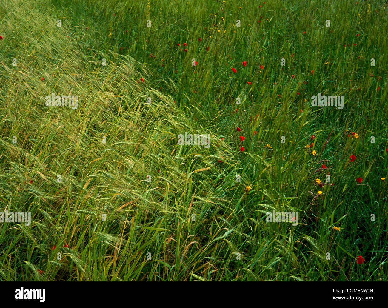 Emmer wheat (front) and Einkorn wheat back (Triticum Monocaccum) grown at Butser Ancient Farm, Hampshire, England as part of an experimental program Stock Photo