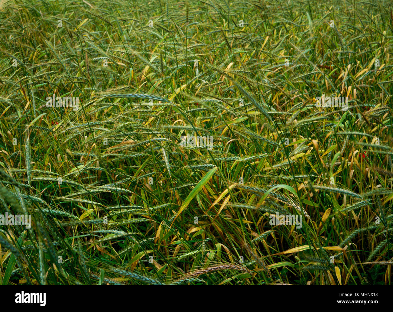 Spelt wheat (Triticum spelta) grown at Butser Ancient Farm, Hampshire, England as part of an experimental program of growing prehistoric crops. Stock Photo