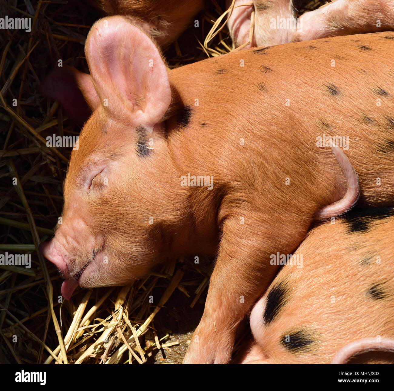 Oxford Sandy and Black piglet sleeping in the sun Stock Photo