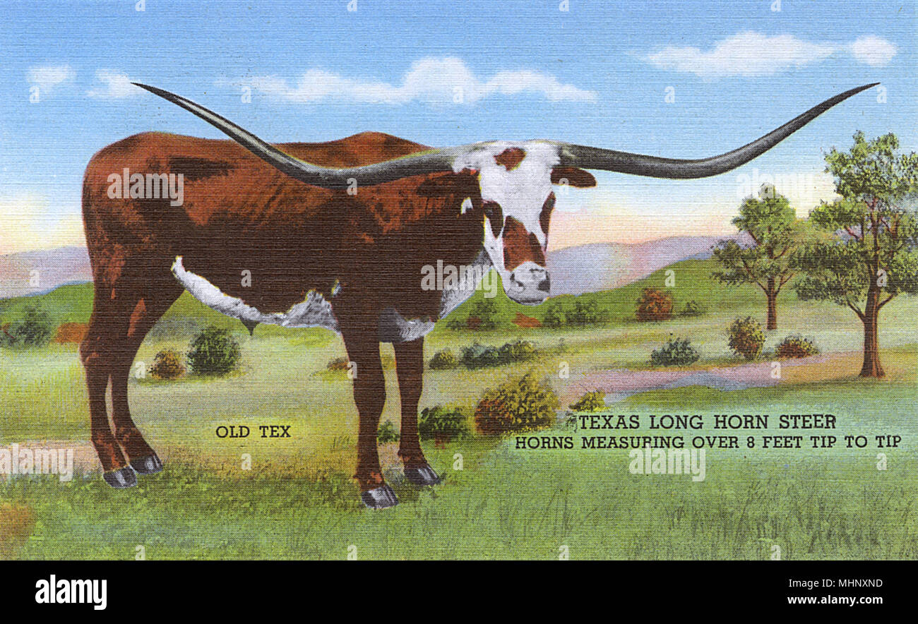 Postcard booklet, Old Tex, Long Horn Steer, Texas, USA Stock Photo