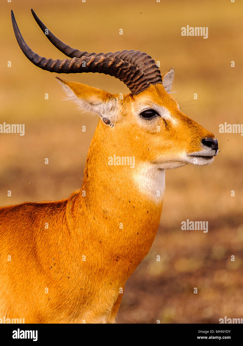African antelope in Uganda Stock Photo Alamy