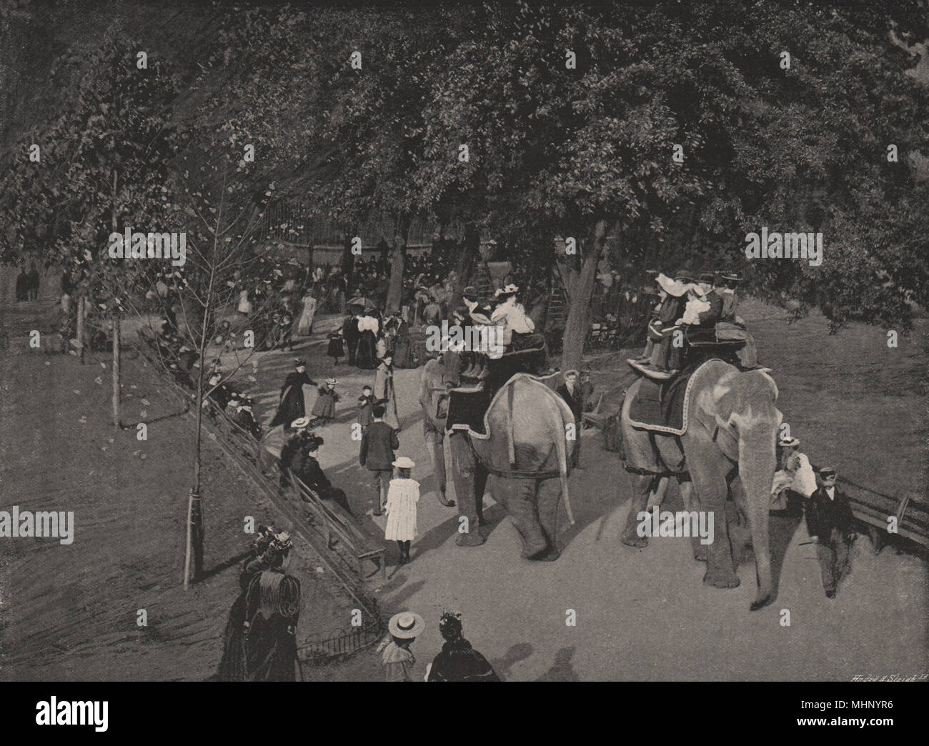 Scene in the Zoological Gardens. London. Animals 1896 old antique print Stock Photo