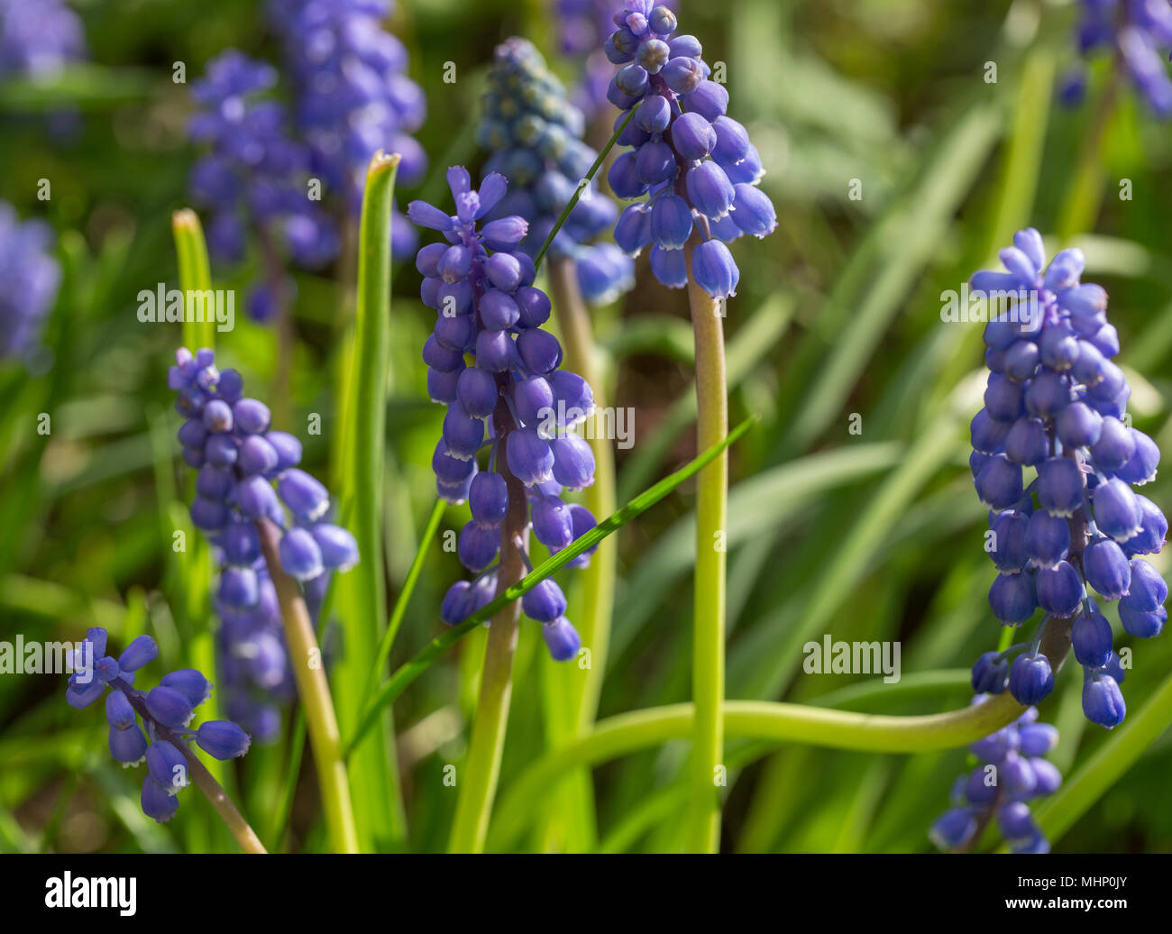 Botanic Parc Stock Photos Botanic Parc Stock Images Alamy