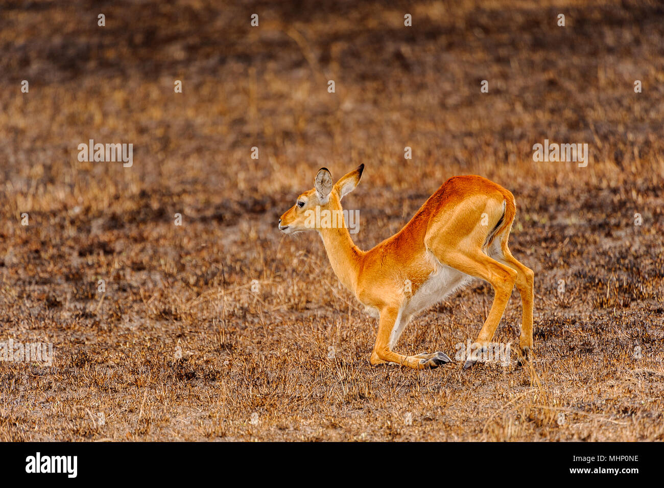 African antelope in Uganda Stock Photo - Alamy