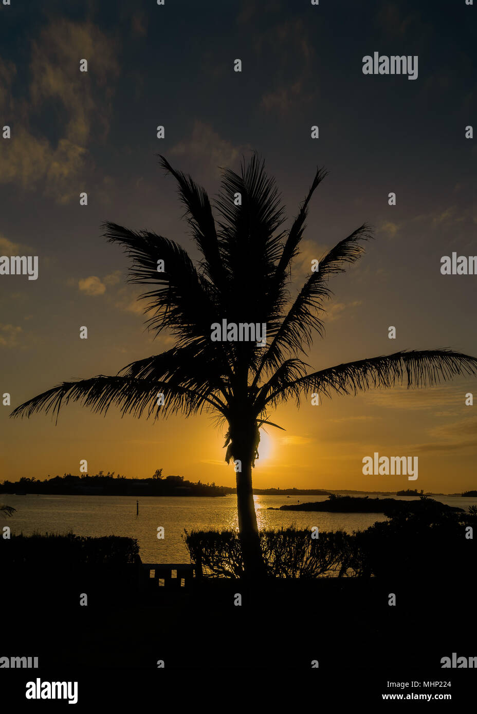 Palm tree silhouette over Hamilton Harbour, Bermuda. Stock Photo