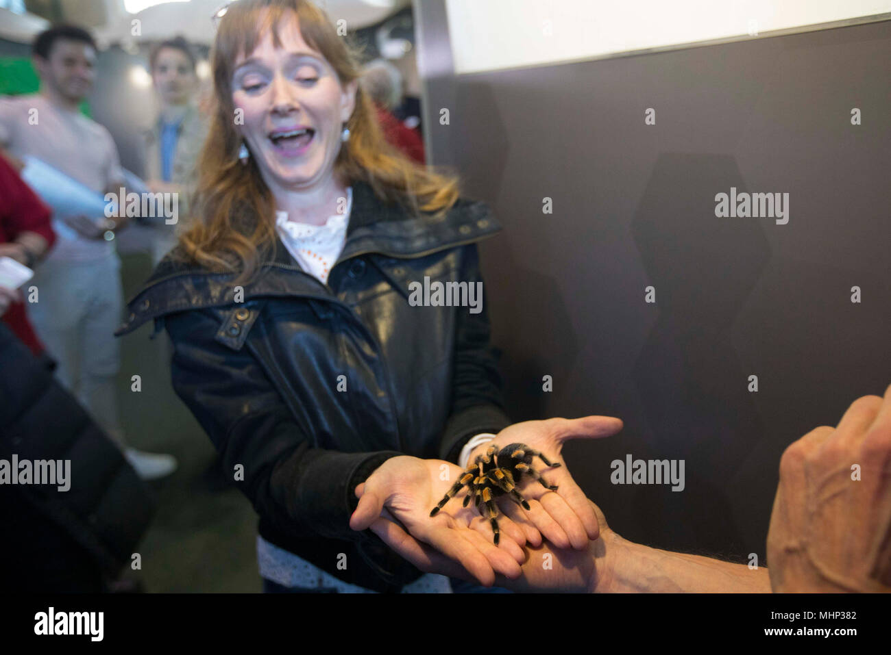 Maggie Dunne holds a red-kneed tarantula during London Zoo's Friendly Spider Programme, of cognitive behavioural therapy and hypnotherapy, designed to ease or eliminate arachnophobia, at the zoo in Regent's Park, London. The programme has been helping sufferers of arachnophobia overcome their fears for the last 25 years. Stock Photo