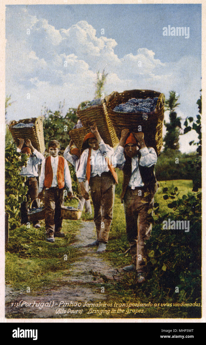 Wine production, Pinhao, Alto Douro, Portugal Stock Photo - Alamy, image size:832x1390
